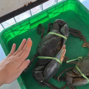 Crab Supplier from indonesia