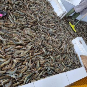 Shrimp farm indonesia